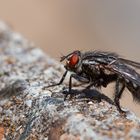 Fliege beim Sonnenbad