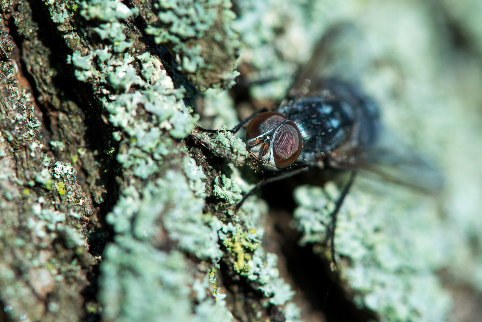 Fliege beim Sonnenbad