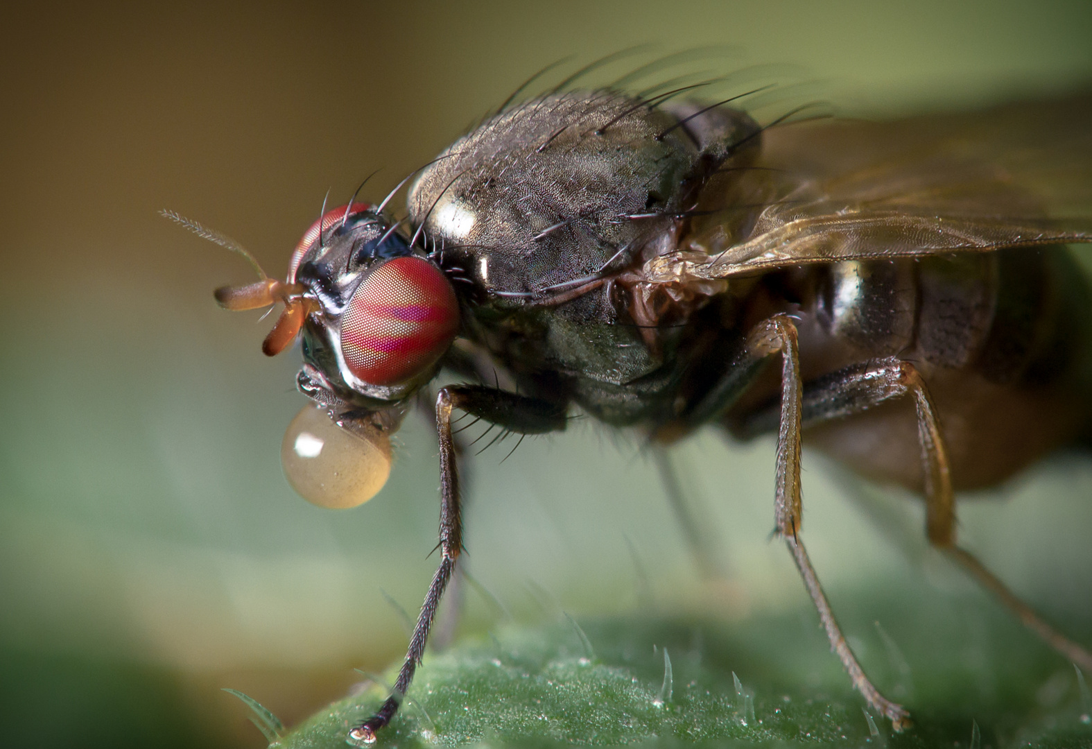 Fliege beim Trinken