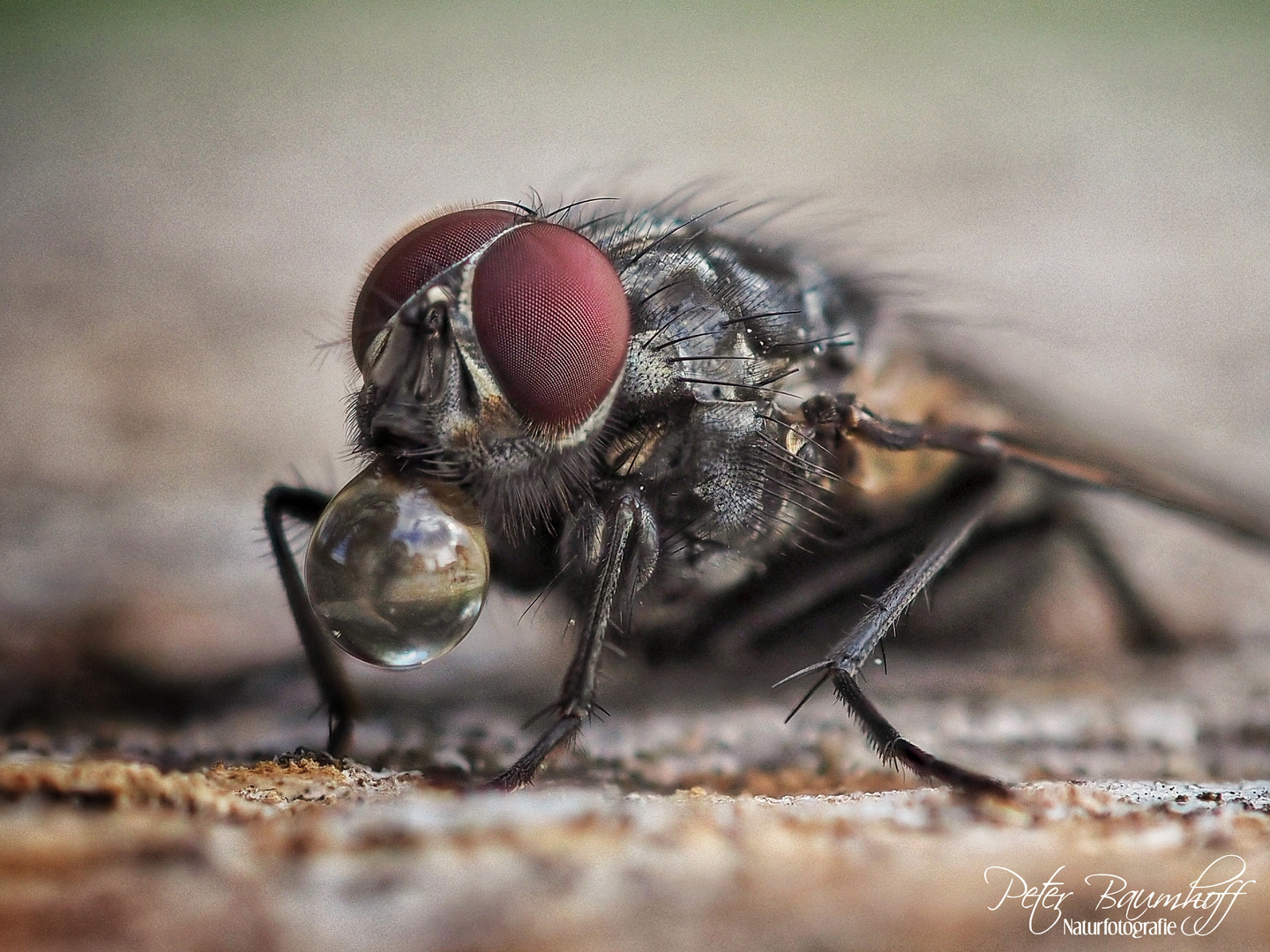 Fliege beim Trinken*