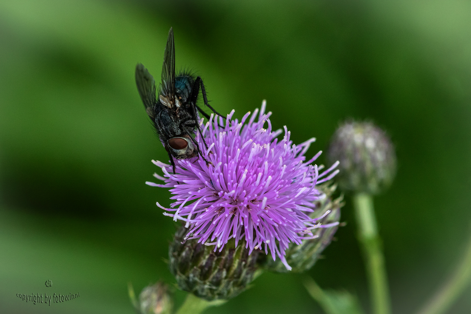 Fliege besucht Distelblüte