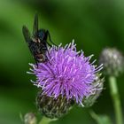 Fliege besucht Distelblüte