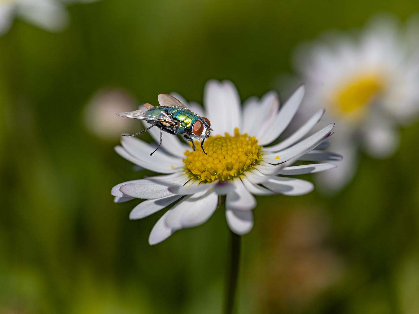 Fliege besucht Mittwochsblümchen