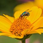 Fliege besucht schöne Blüte