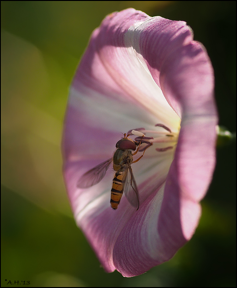 Fliege, Blüte, Licht und Schatten