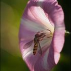 Fliege, Blüte, Licht und Schatten