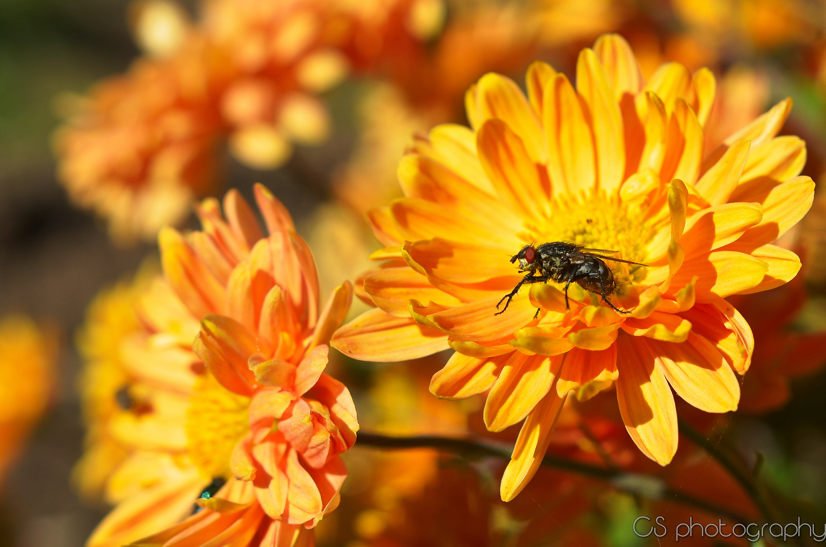 Fliege, Blüte & Sigma