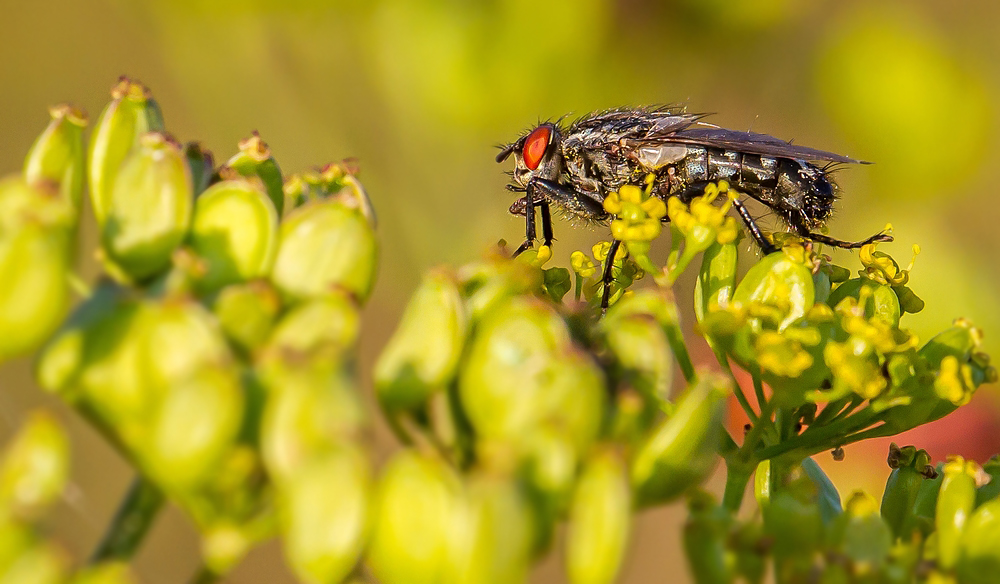 Fliege, Blume und dann Klick