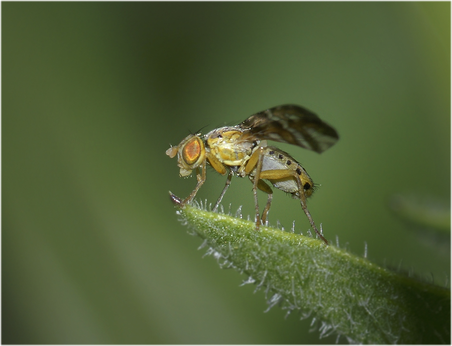 FLIEGE ? (Bohrfliege)