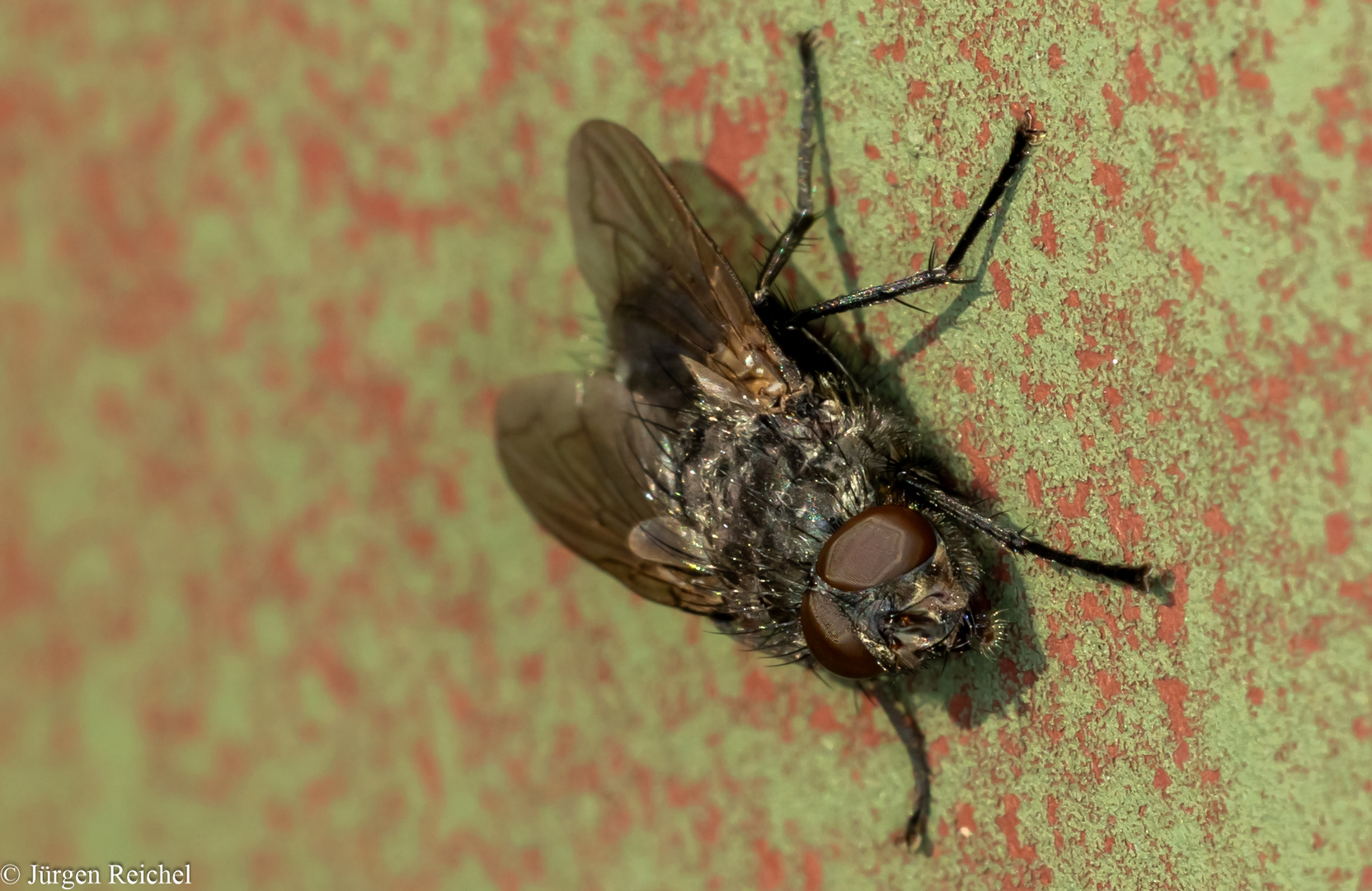 Fliege (Brachycera)   