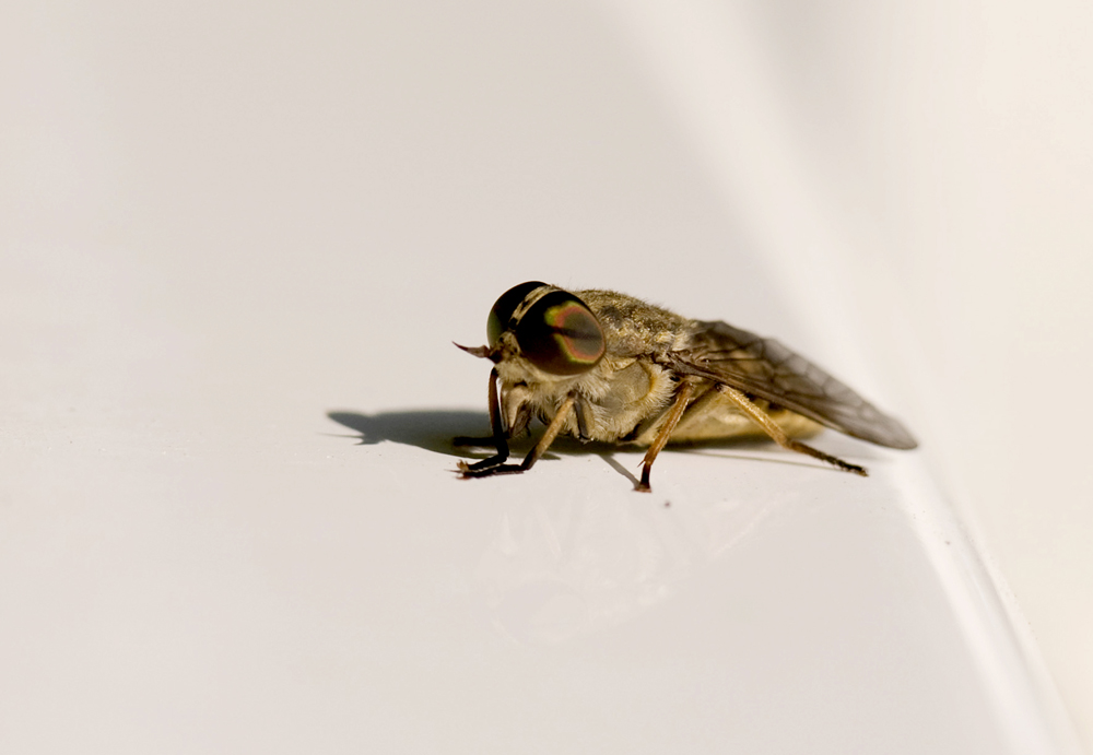 Fliege, Bremse  oder Biene?