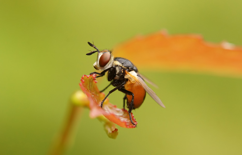 Fliege bunt