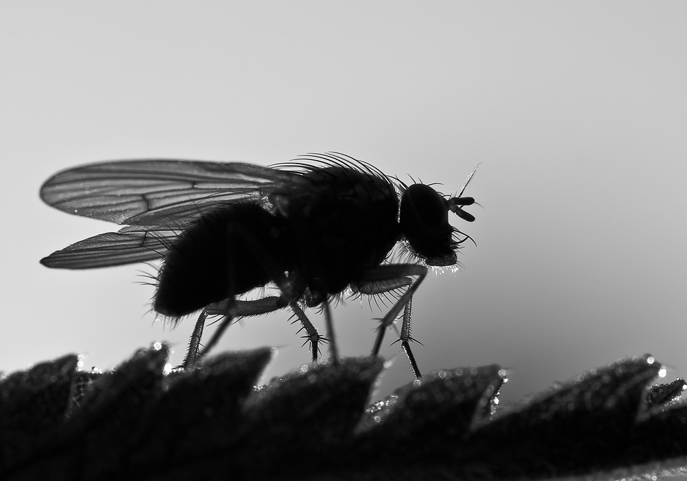 Fliege B&W