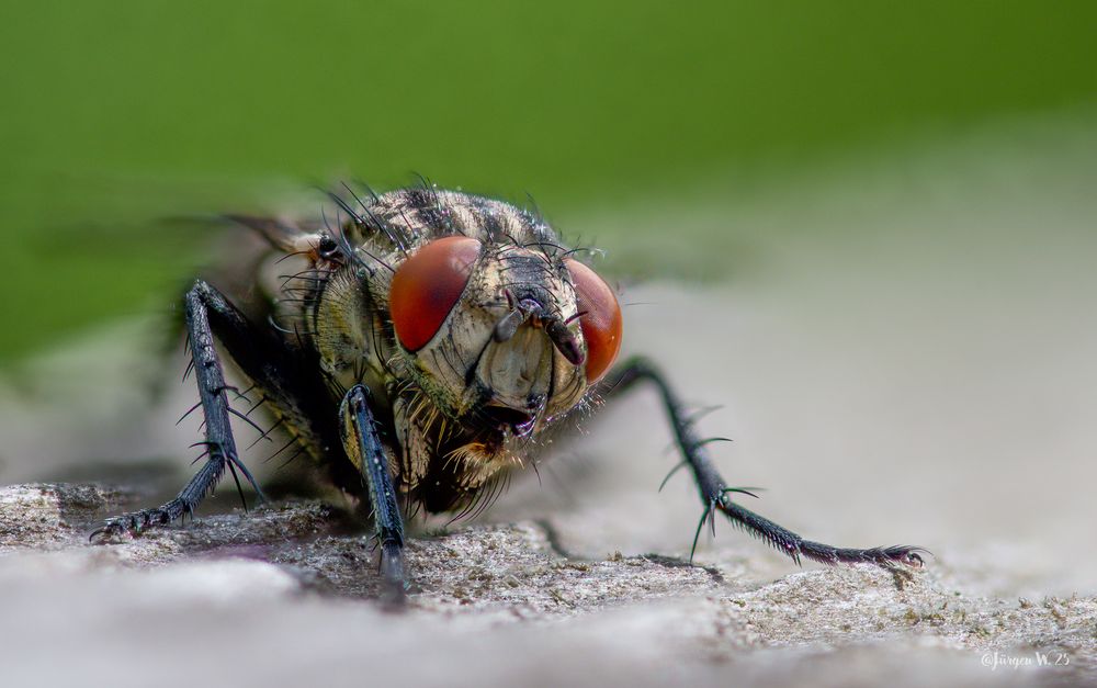 Fliege by Front