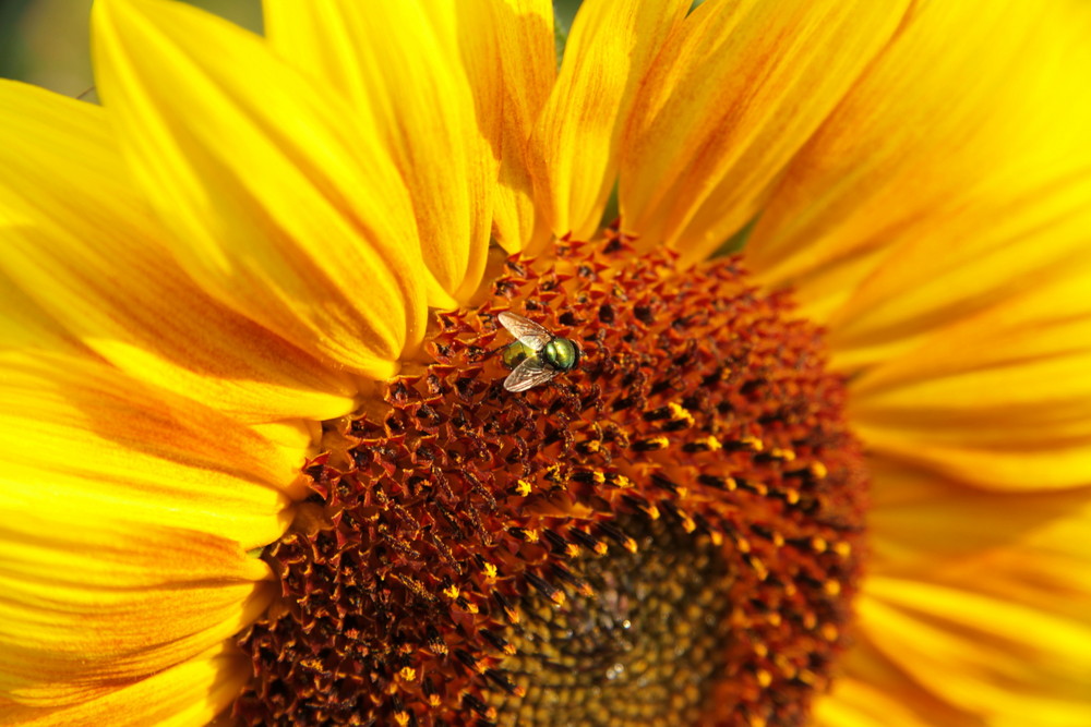 Fliege der Sonne