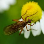 Fliege - Dicke Glupscher