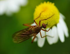 Fliege - Dicke Glupscher