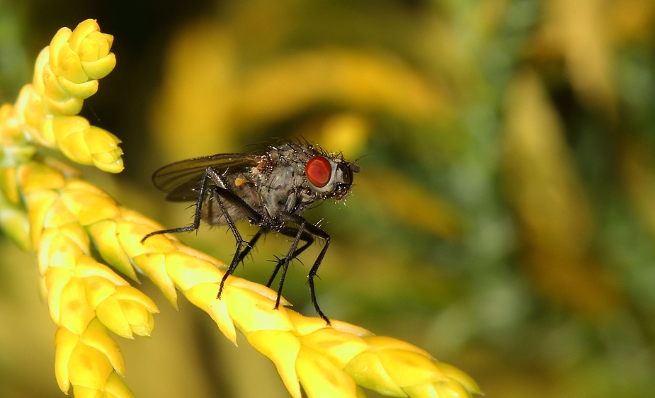 Fliege die Aber Xte