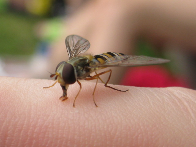 Fliege die aussieht wie eine Wespe (2)