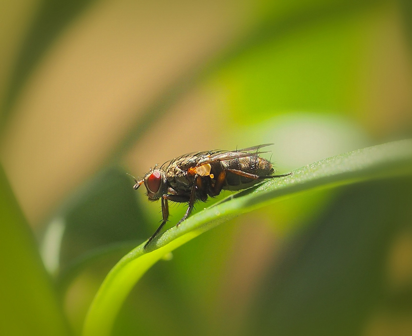 Fliege... die tut nix!