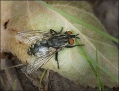 Fliege, diesmal von oben