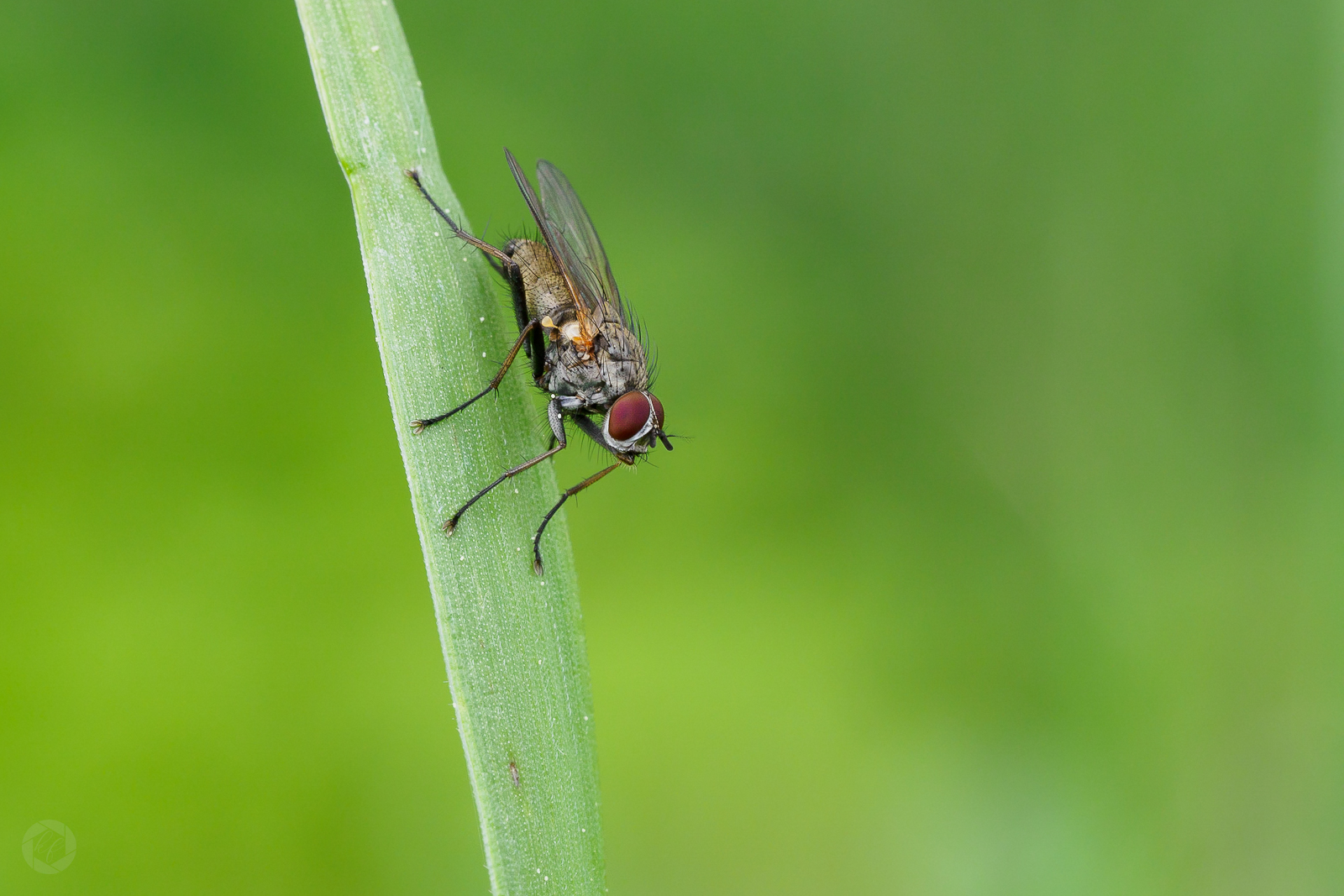 Fliege.., echt! 