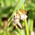  Fliege erbeutet Spanner 