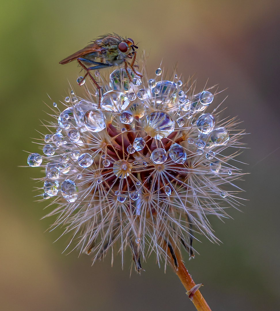 Fliege erfrischt sich an ein paar Wassertropfen