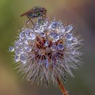 Fliege erfrischt sich an ein paar Wassertropfen