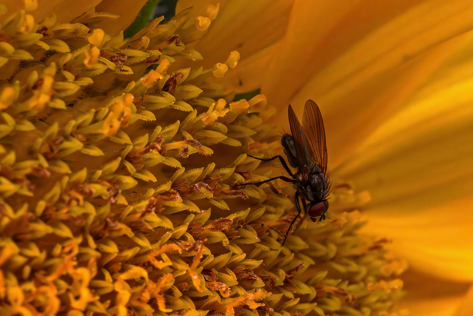 Fliege erkundet eine Sonnenblume / Fly exploring a sunflower