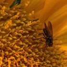 Fliege erkundet eine Sonnenblume / Fly exploring a sunflower