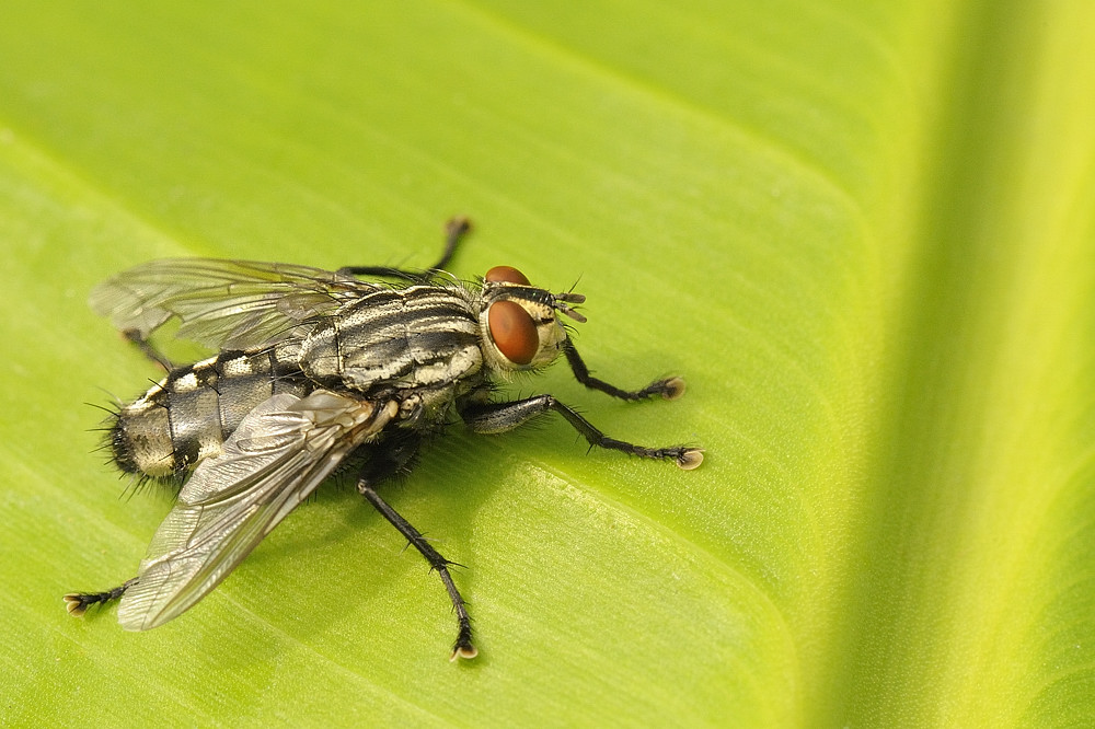 Fliege erobert Bananenblatt