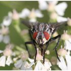 Fliege, erste Makroversuche