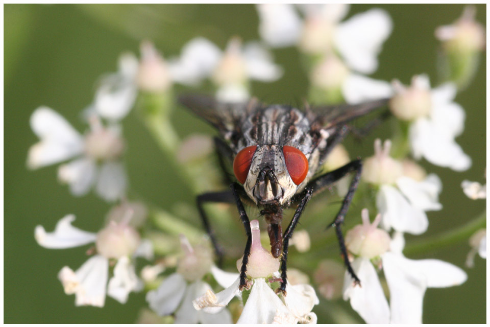 Fliege, erste Makroversuche