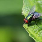 Fliege - Erste versuche mit DSLR