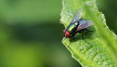 Fliege - Erste versuche mit DSLR