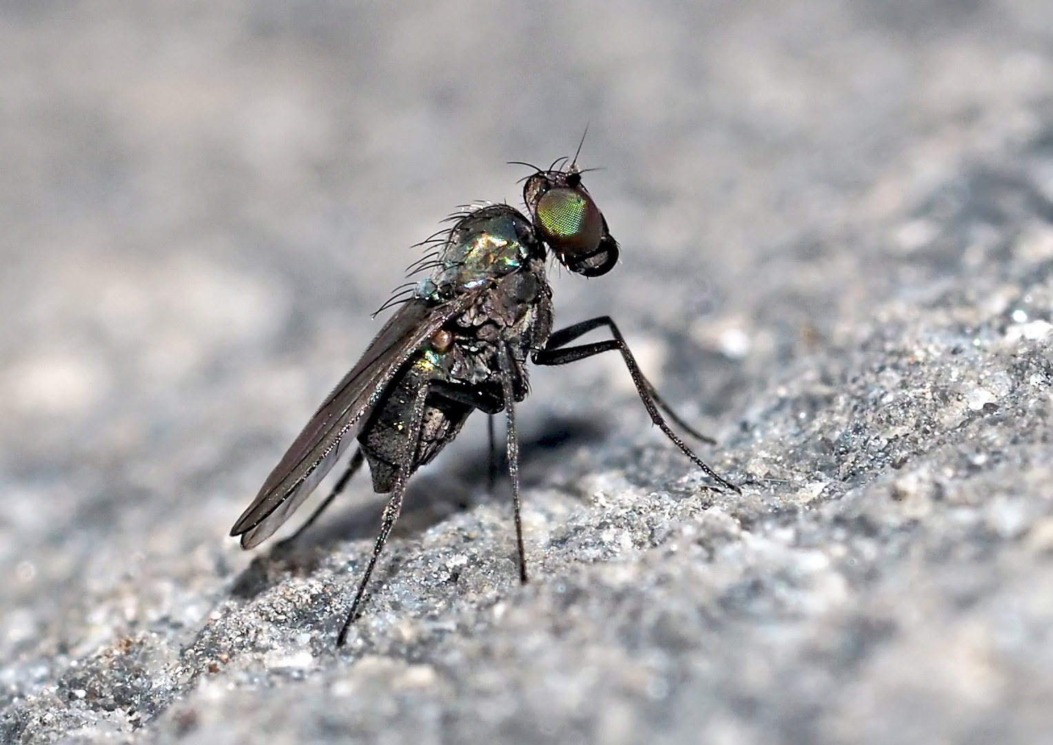 Fliege, etwa 3mm lang, auf einer mächtigen Felswand! *