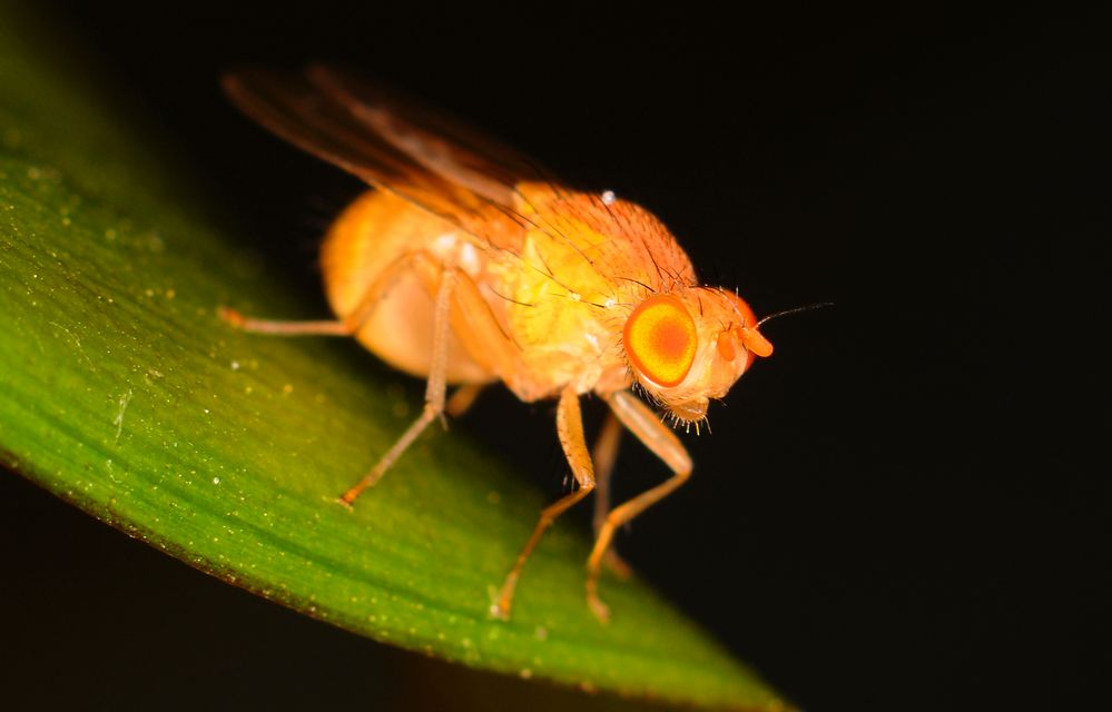 Fliege von Uwe Bachen 