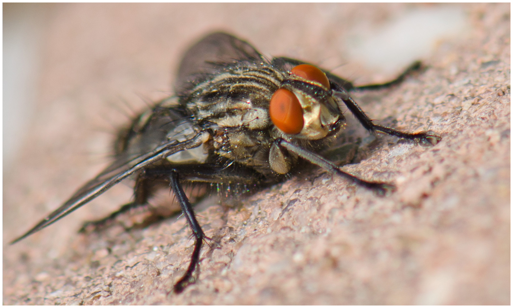 Fliege flieg!!!! Foto & Bild tiere, wildlife, insekten Bilder auf