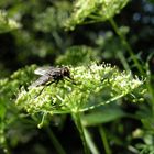 fliege Fliege auf die Petersilie