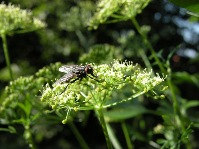 fliege Fliege auf die Petersilie