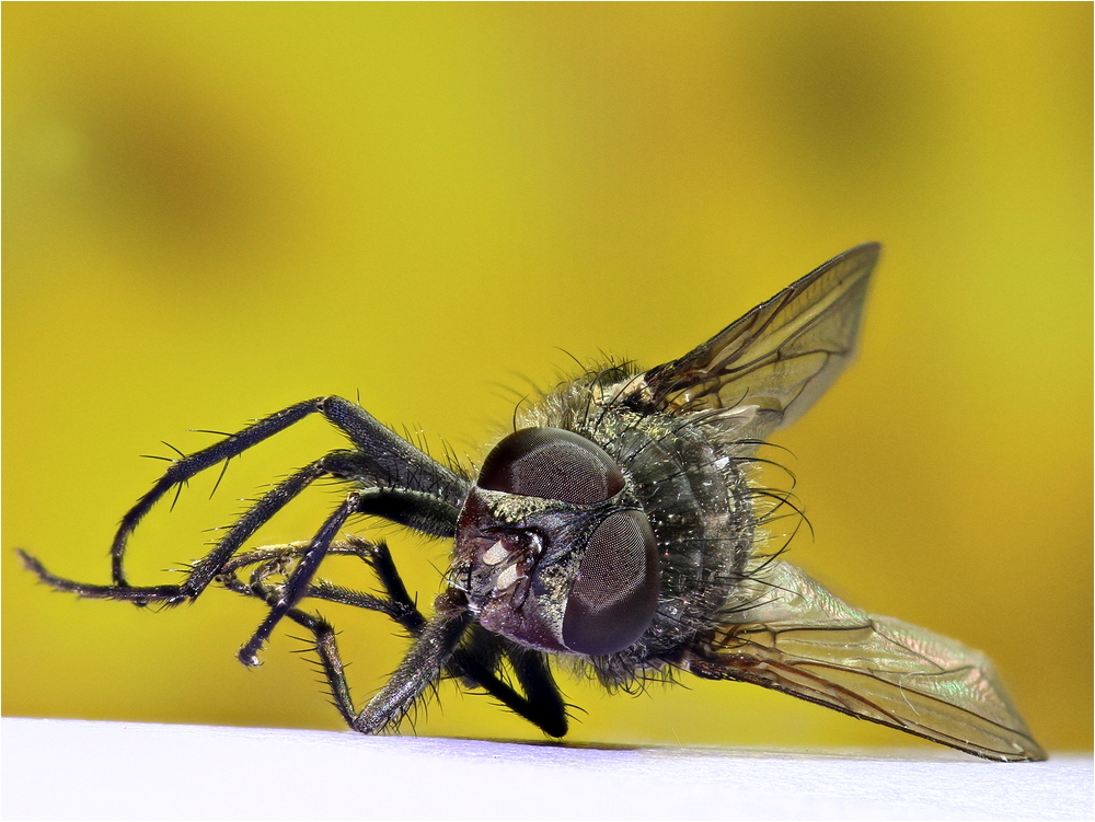 Fliege (Focus Stacking)