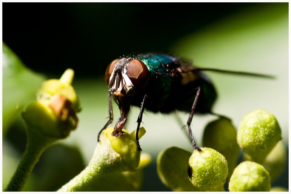 Fliege frontal