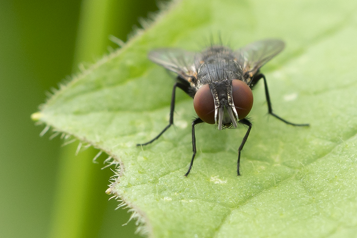 Fliege frontal