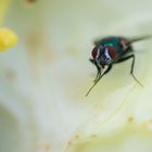 Fliege frontal in weißem Blütenkelch