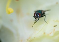 Fliege frontal in weißem Blütenkelch
