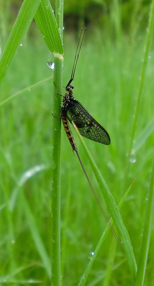 Fliege für einen Tag