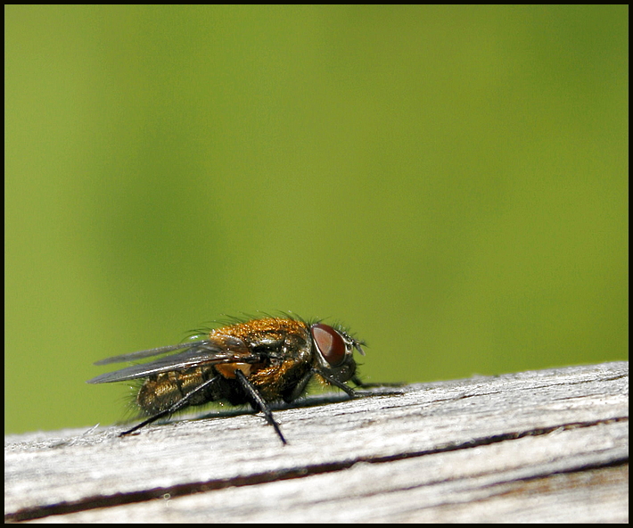 fliege ganz goldig