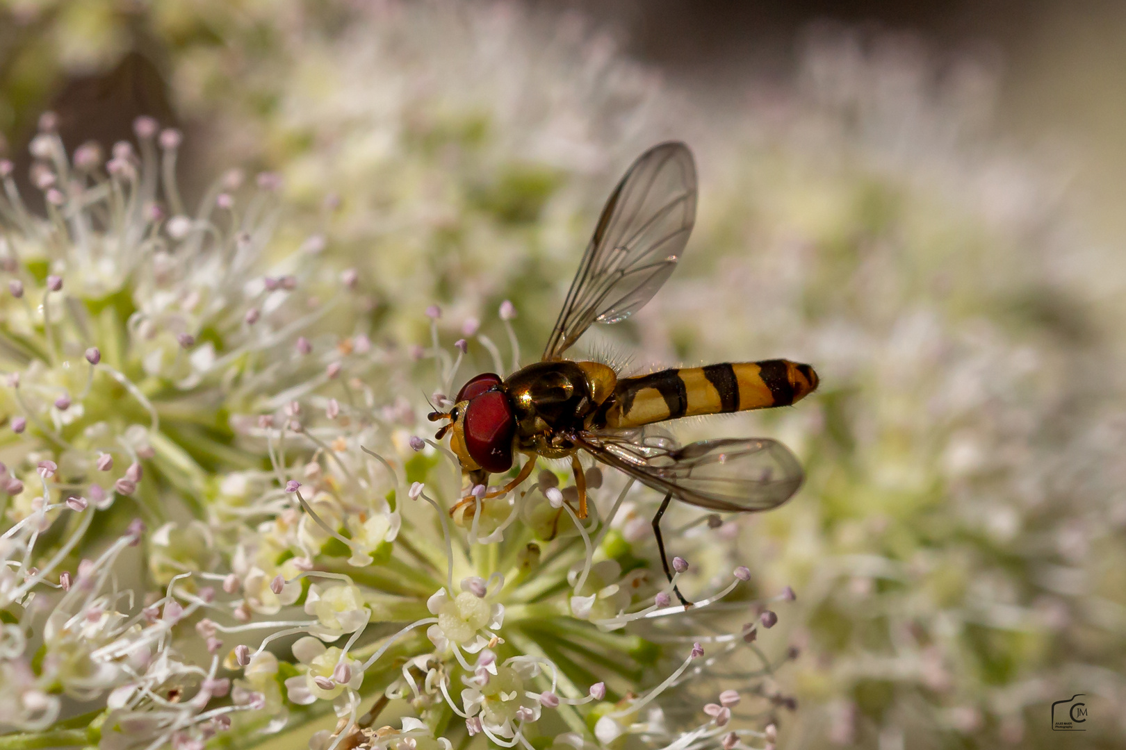 Fliege ganz Gross