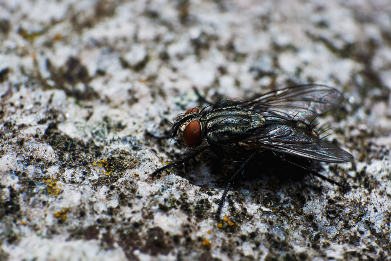 Fliege ganz Groß